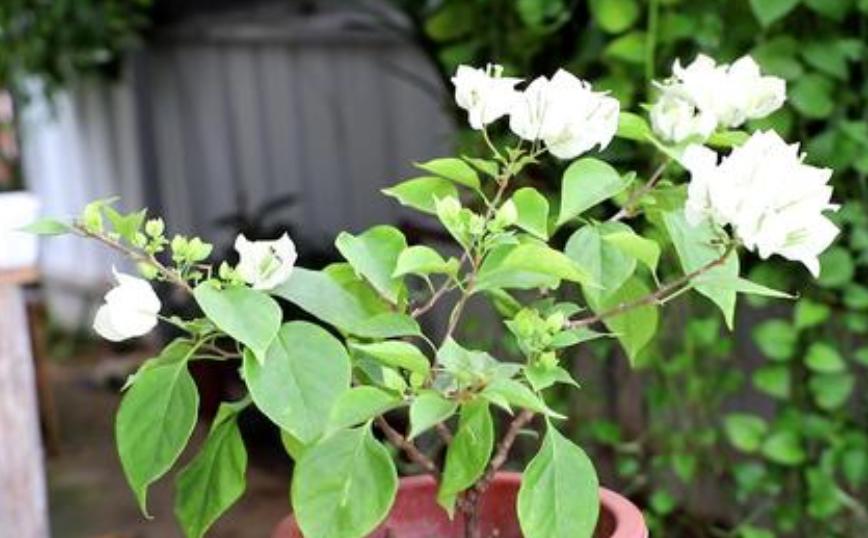 种植技巧学习,种植花卉应该怎么开始学