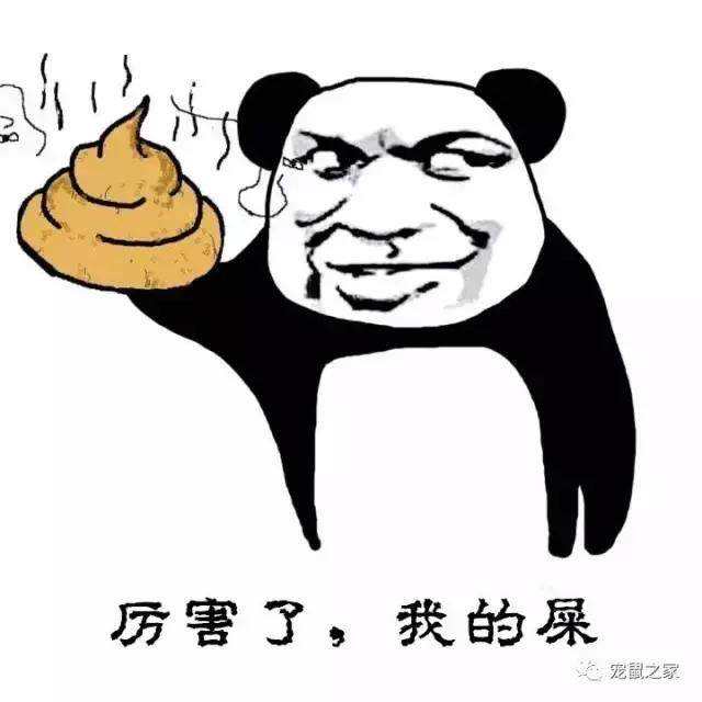 荷兰猪用什么颜色的笼子饲养更好,迷你荷兰猪饲养和育种的专业建议