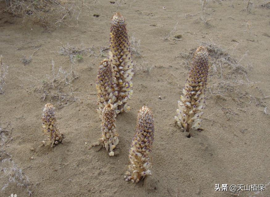 伽师县发展,伽师发展