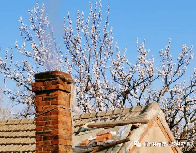 旅顺杏花村风景,旅顺杏花微雨醉春风