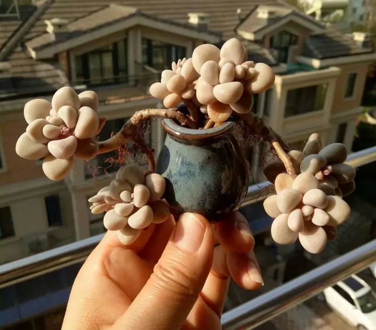 多肉砍头的怎么养,多肉怎么砍头才能爆发