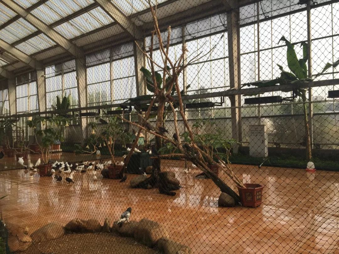 江阴嘉茂国际花鸟园,江阴嘉茂国际花鸟园什么时候再开