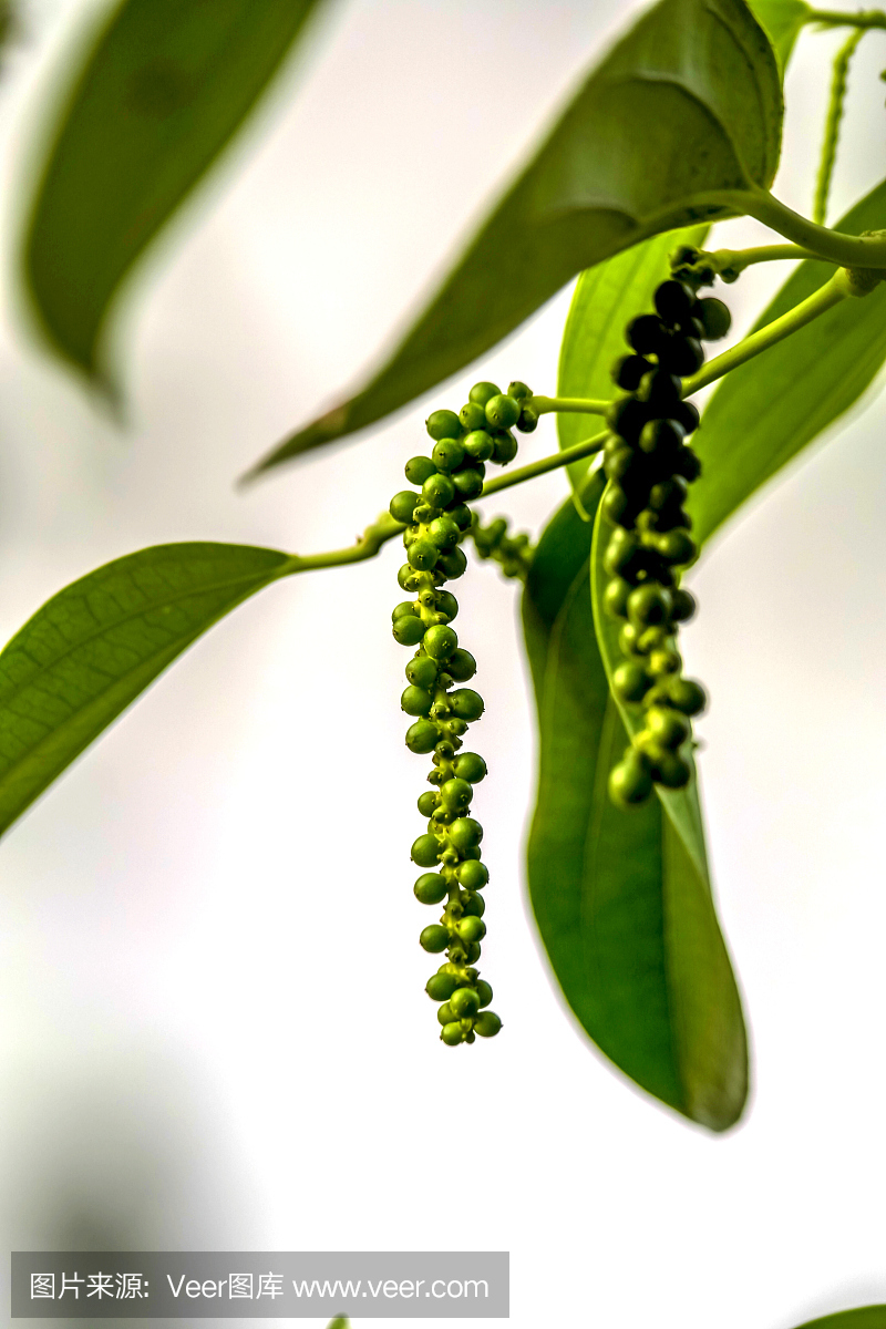 精油小知识罗马洋甘菊,精油小知识大全