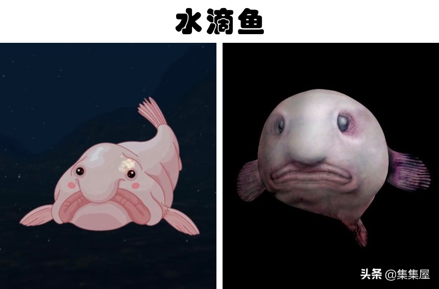 世界六种最罕见的鱼,6种奇特的鱼
