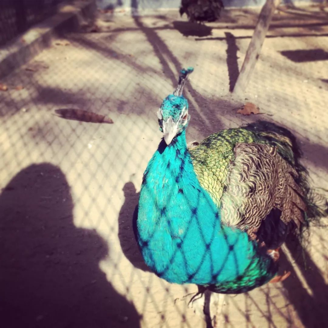 暴走咸阳15个小时,这15家美味店铺太太太好吃了