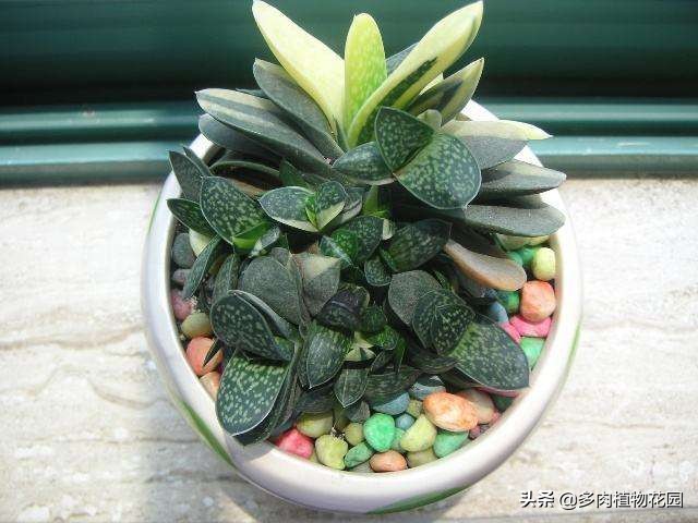 和子宝很像的多肉植物,子宝在多肉植物中不突出的原因