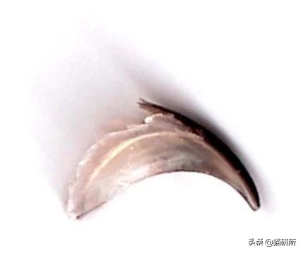 猫为什么喜欢磨爪子,猫磨爪子什么意思