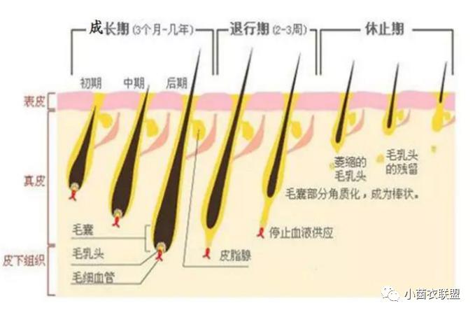 皮肤汗毛科普,皮肤疾病健康科普