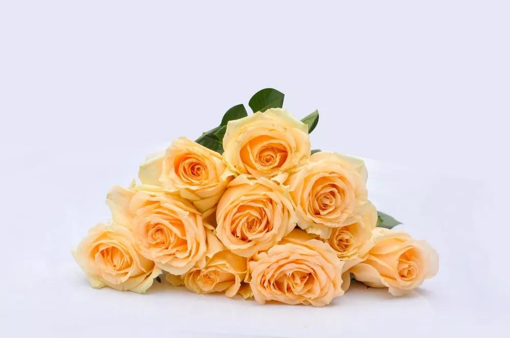 香槟玫瑰花语是什么,十一朵粉色玫瑰花语