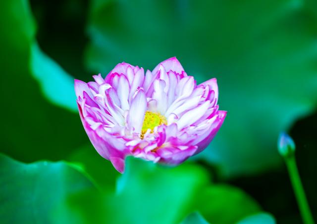 盛夏来一场赏荷盛宴