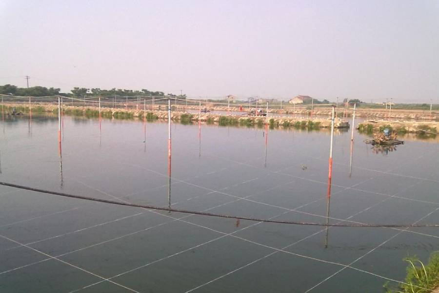 南美白对虾没有氧但是密度不厚,南美白对虾小棚养殖放苗密度