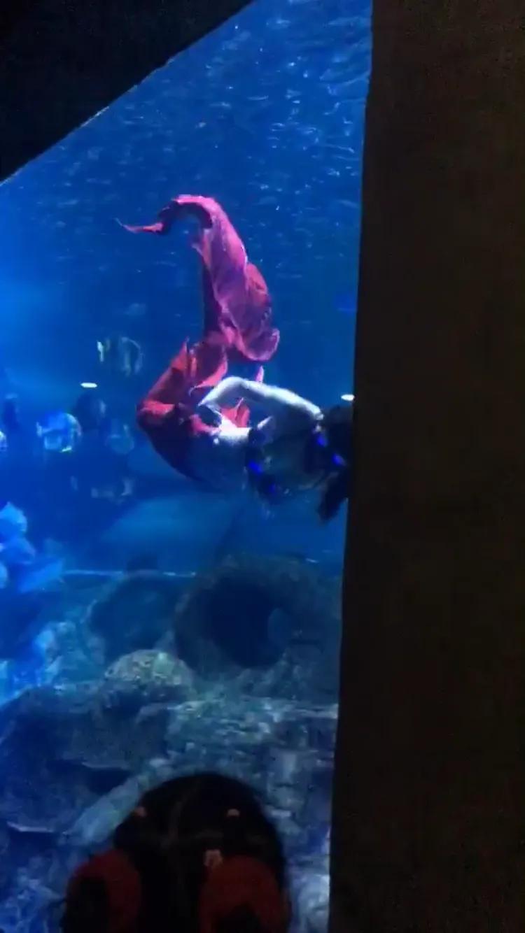 南京海底世界旅游大全,南京海底世界北极熊