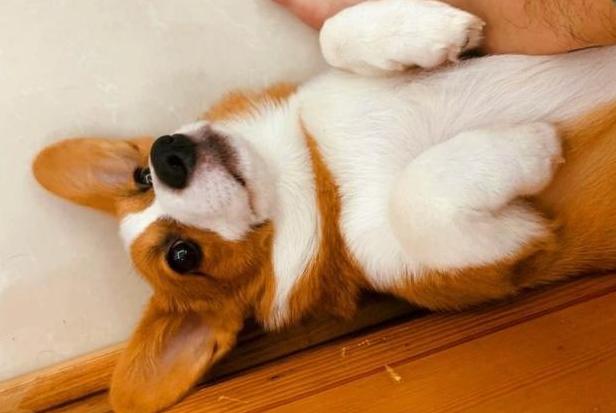 明明有猫窝就是不睡,冬天狗子睡地板不睡狗窝