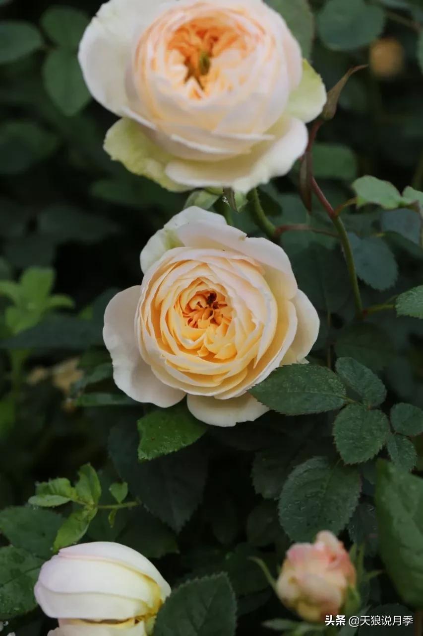 又一个十年,国产自育品种