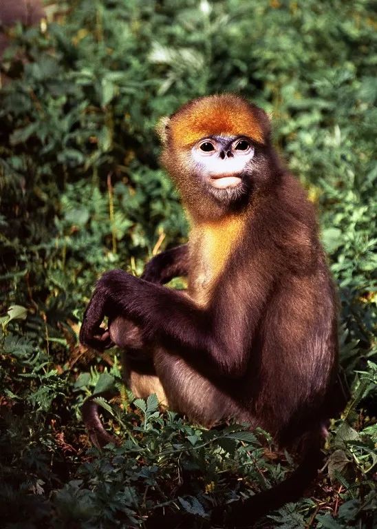 不可思议的多彩贵州,多彩贵州有几个系列