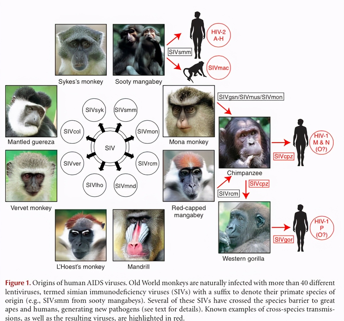 猩猩艾滋病毒是怎么传染给人的,艾滋病毒主要侵害细胞