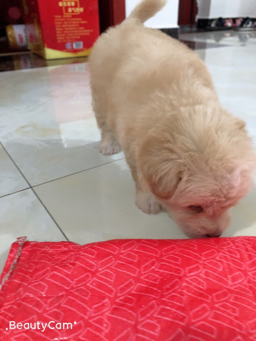 小金毛孤独一人,小金毛的快乐时光