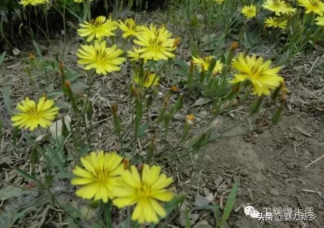 新乡故事：你是不是傻傻地把这些花都叫做野菊花？