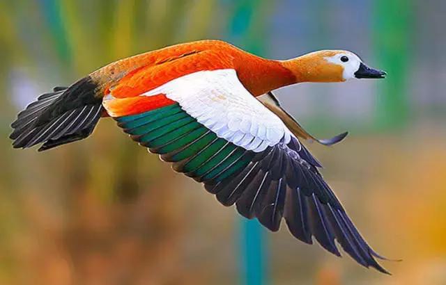 各种相机拍摄技巧视频,单反相机入门教程实用摄影技巧