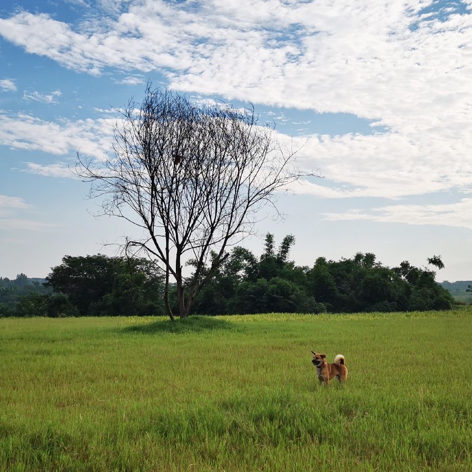 成都宝藏美食,成都东站万科魅力城美食