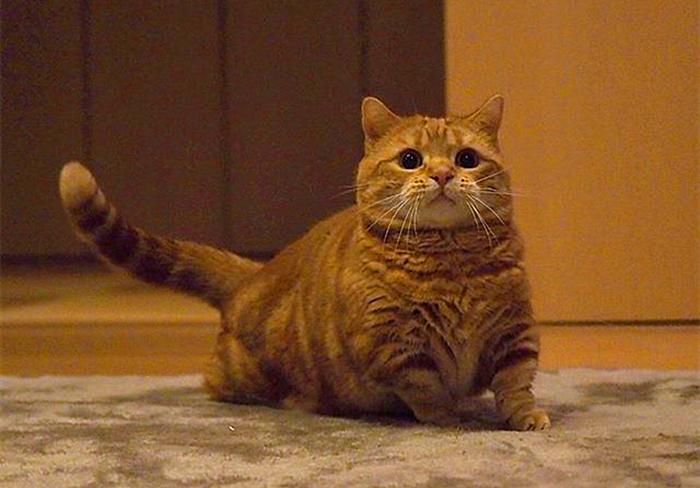 猫咪尿频尿血最便宜的解决方法,猫咪尿频尿急最快最便宜解决方法