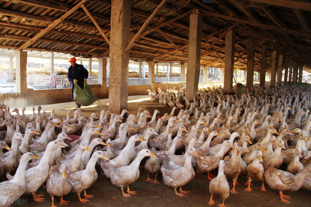 下雨天怎么养好鸭子吃食,天热养鸭子注意什么