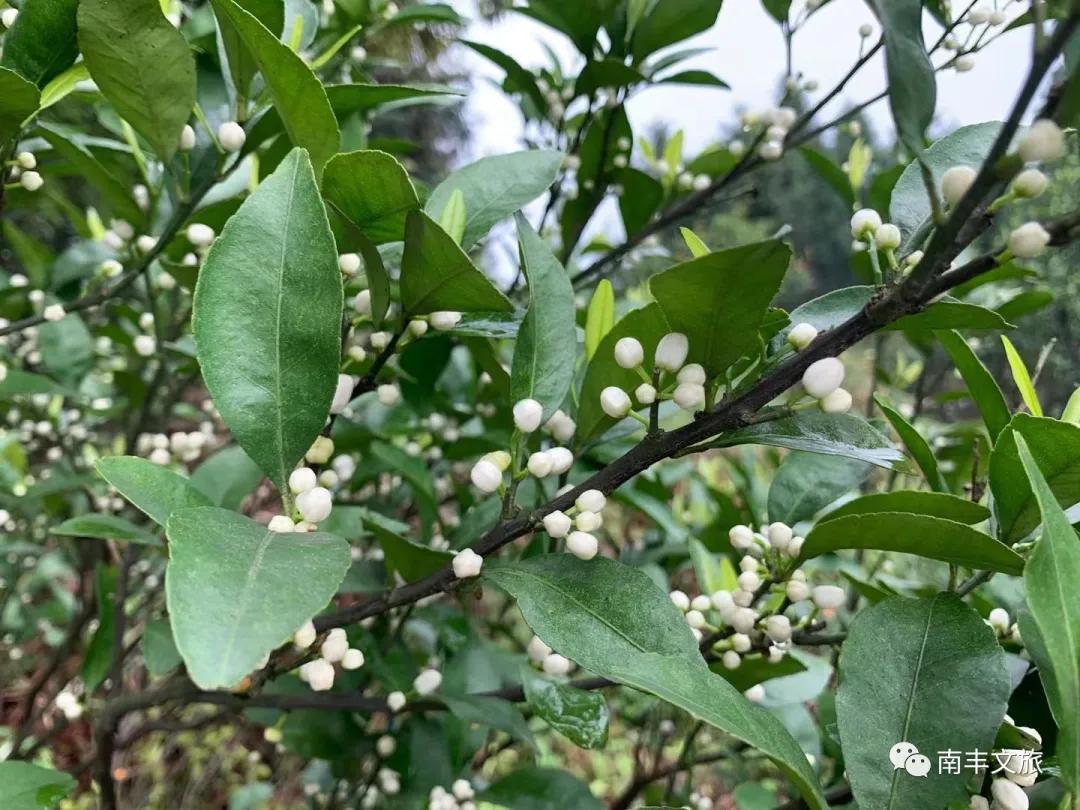 南丰蜜桔花期是什么时候,2022年南丰蜜桔开始订购了吗