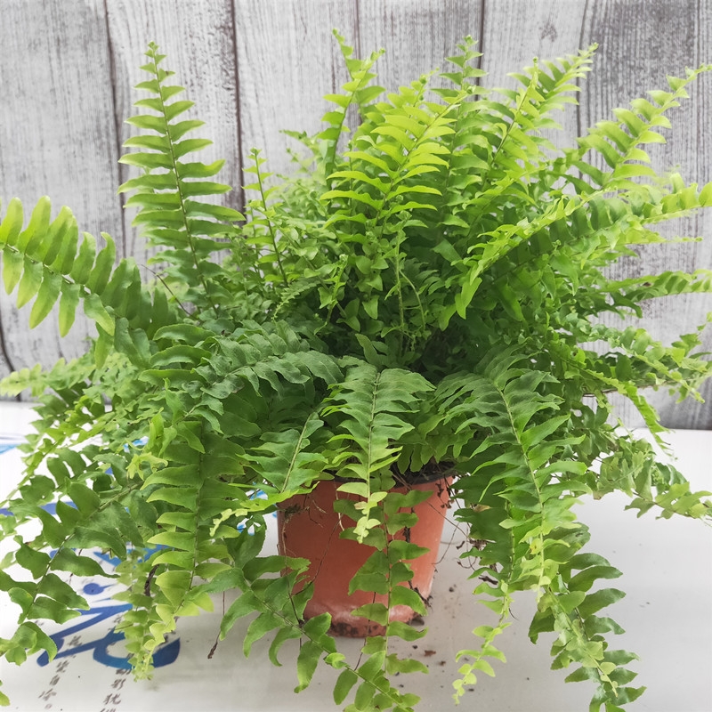 100种绿植大全,50种盆栽绿植花卉大全