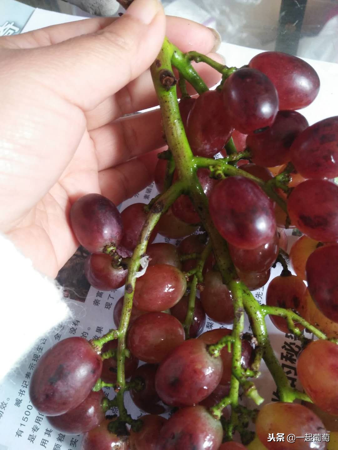 葡萄来历小故事,收葡萄酿酒