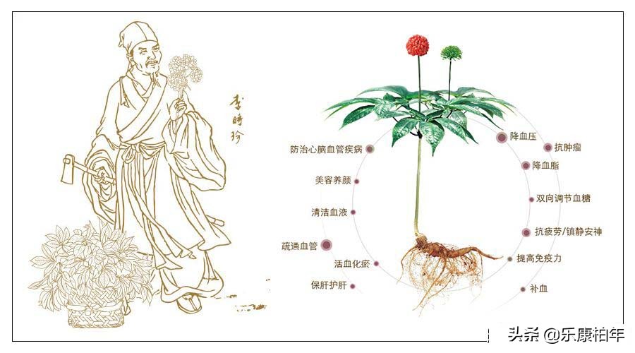 吃三七有助于增高吗,青少年什么时候吃三七最容易长高