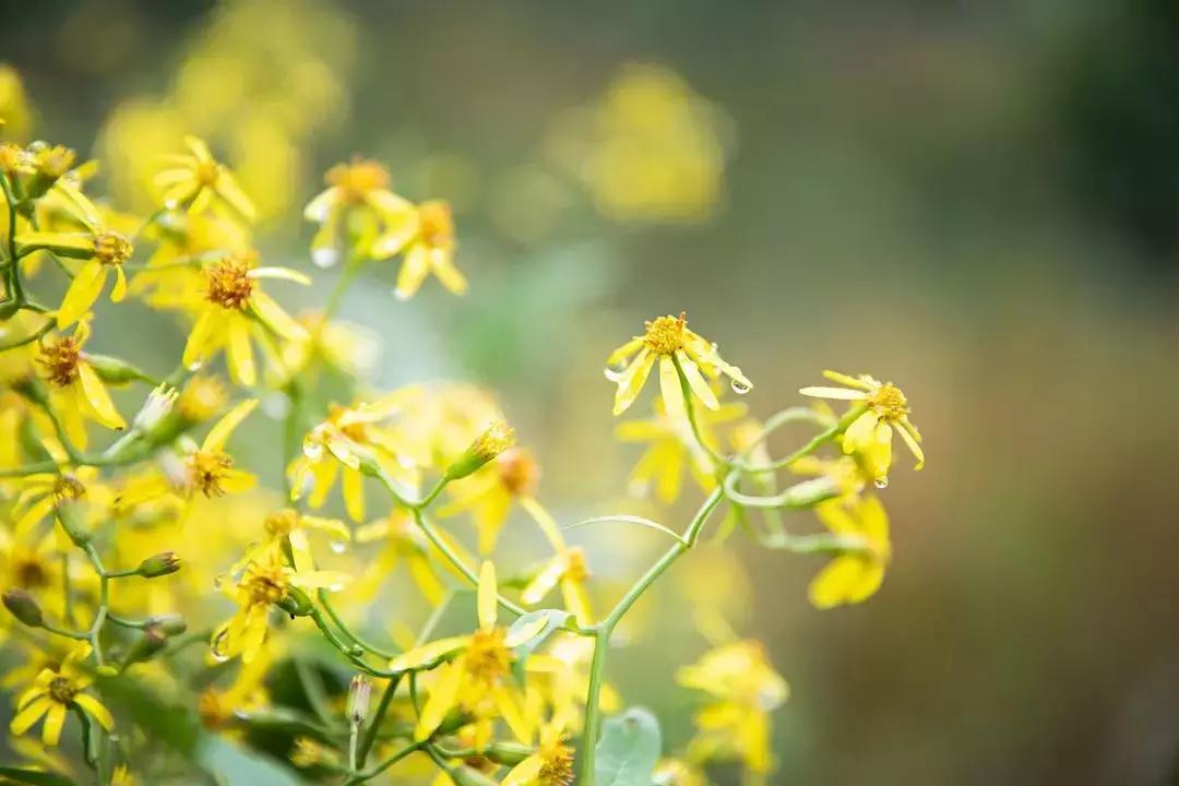 如果有一天累了就回老家到处走走,如果有一天累了就回来吧
