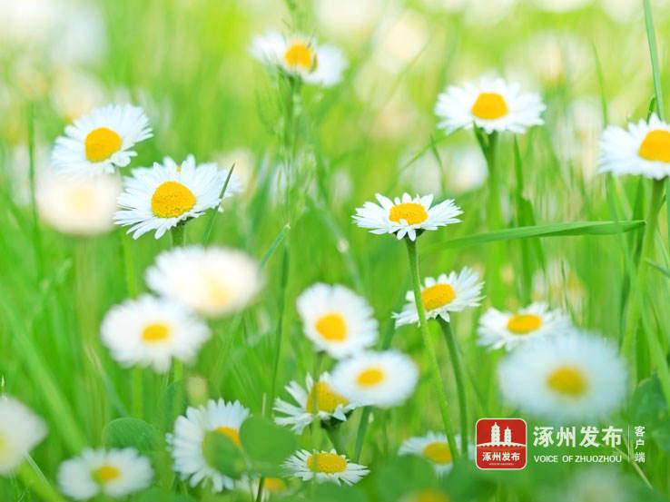 文学风长连衣裙,文学涿州