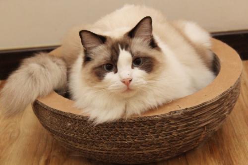 春节猫咪寄养注意事项,猫咪寄养还是带回家好