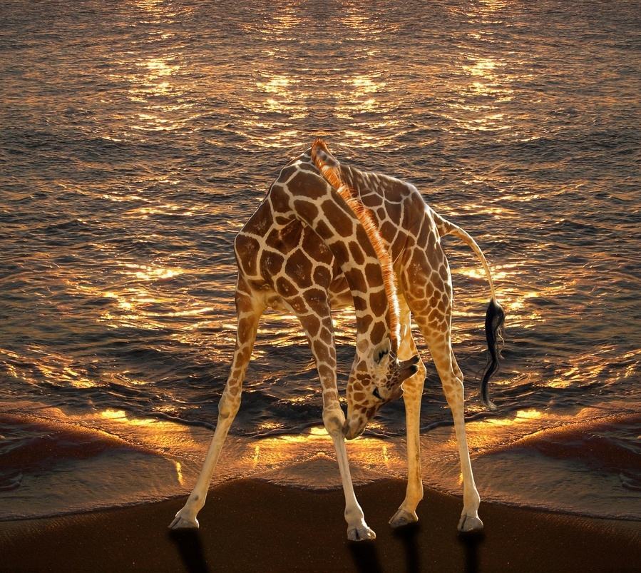 长颈鹿的繁殖过程有多奇特,长颈鹿的繁殖系统怎么样