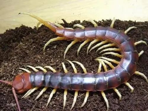 中国稀有动植物名称及分布,中国植物动物介绍