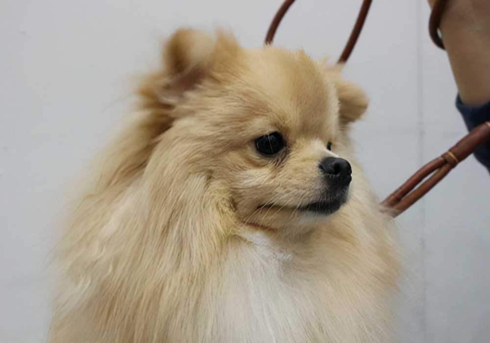 狗狗来例假怎么护理大狗吃什么,狗狗来月经吃什么食谱