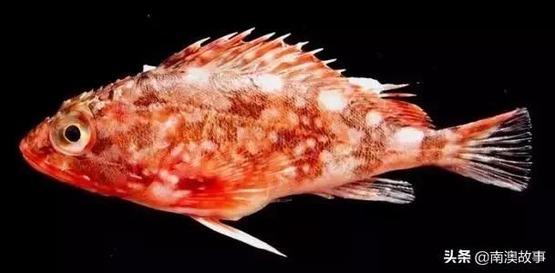 南澳渔民出海最常见的50种海鱼，都吃过，你就能退休了！