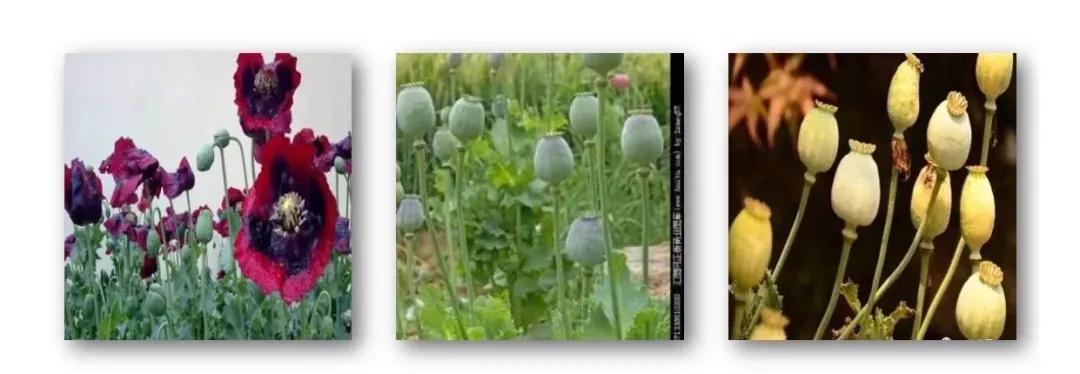 【德州关注】种*粟罂**，竟是为了做饭吃？二人已被处罚