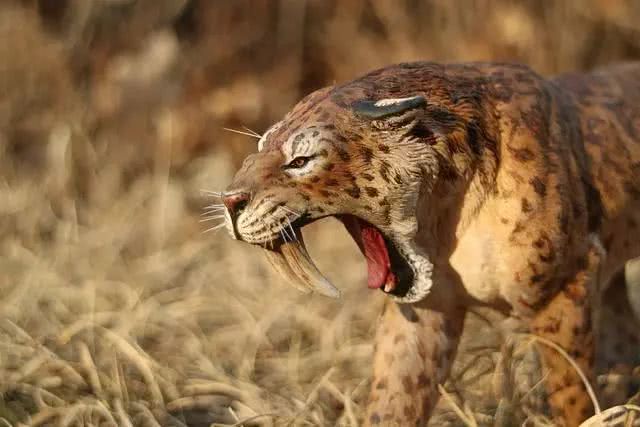 剑齿虎的牙齿120毫米吗,剑齿虎的牙如何捕猎