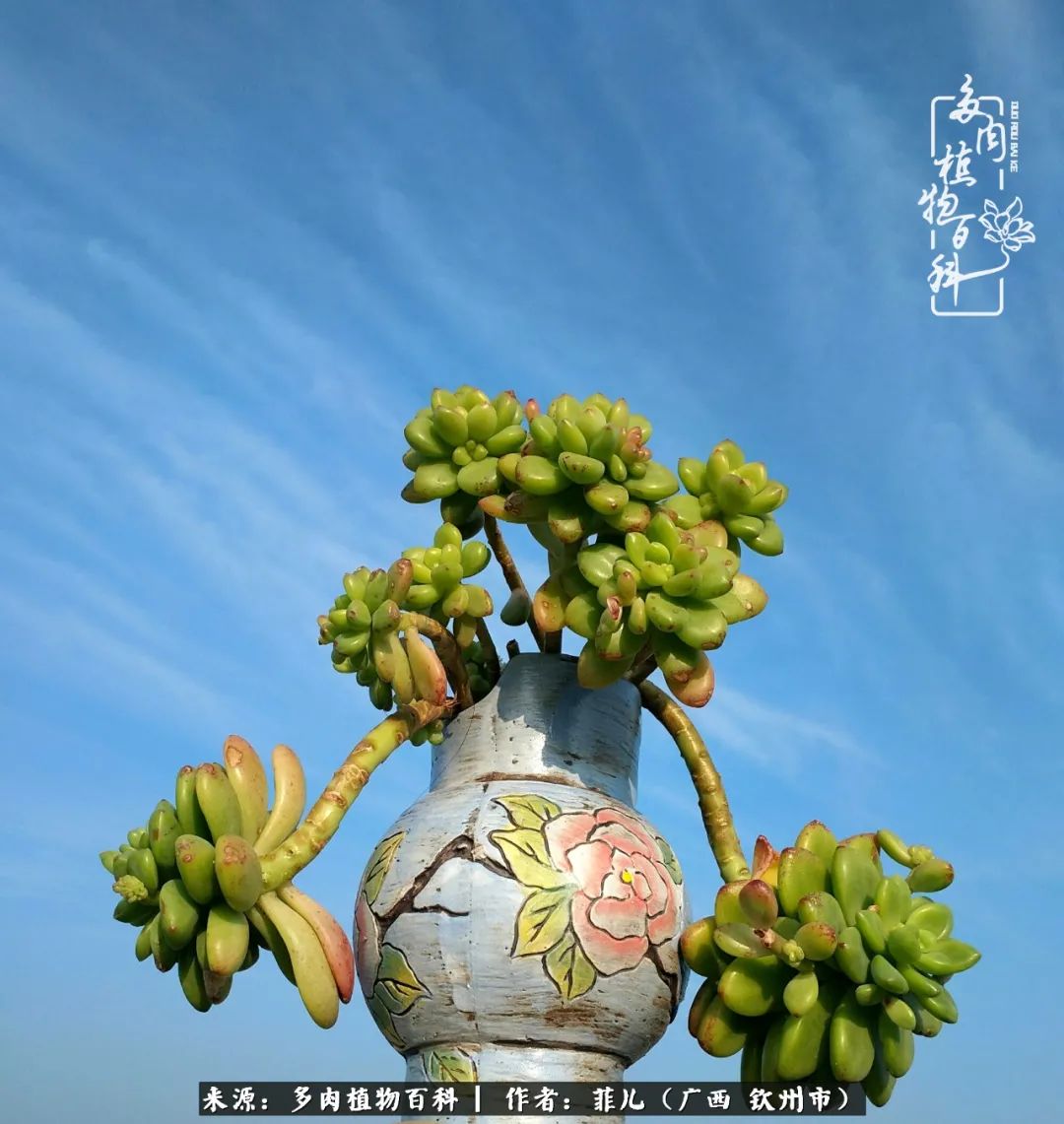 多肉相伴的感悟,与多肉为伴的时光真的很美好