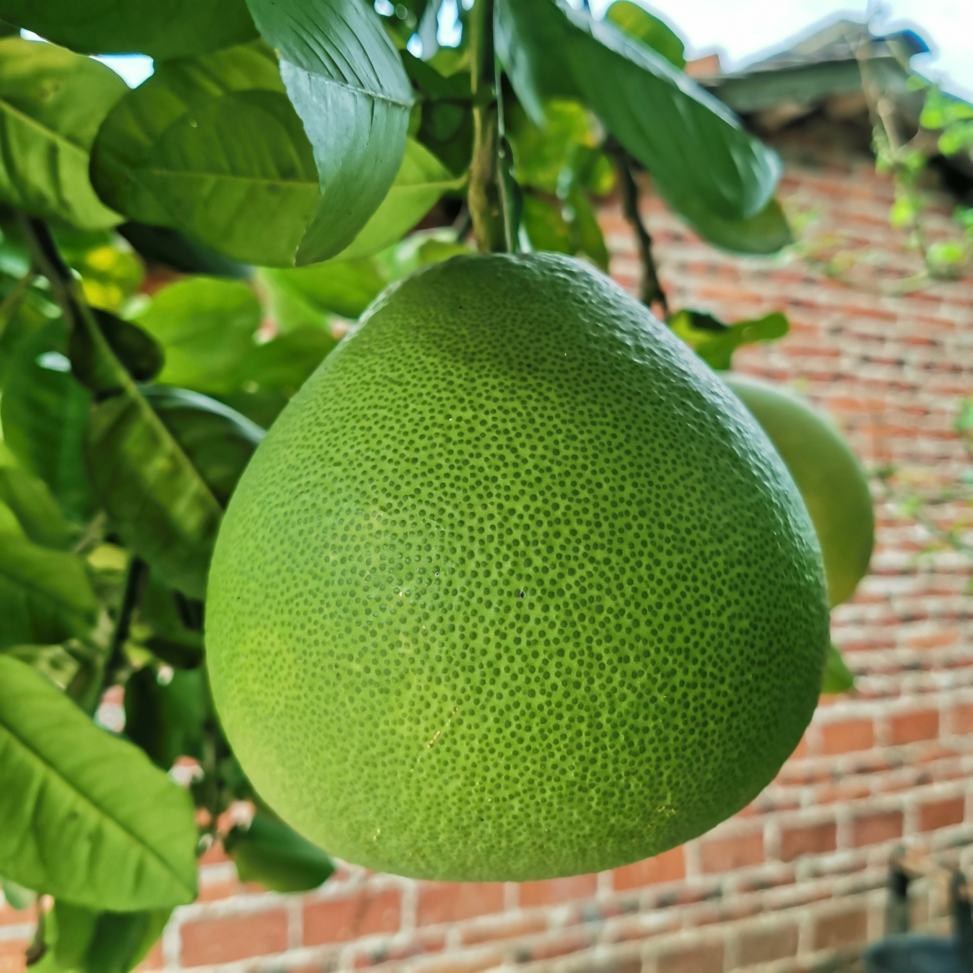 柚子自然脱落的原因,柚子大量落果是什么原因