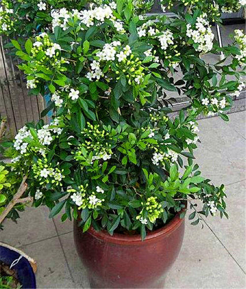 家养茉莉花施什么肥,家养茉莉花的养殖方法