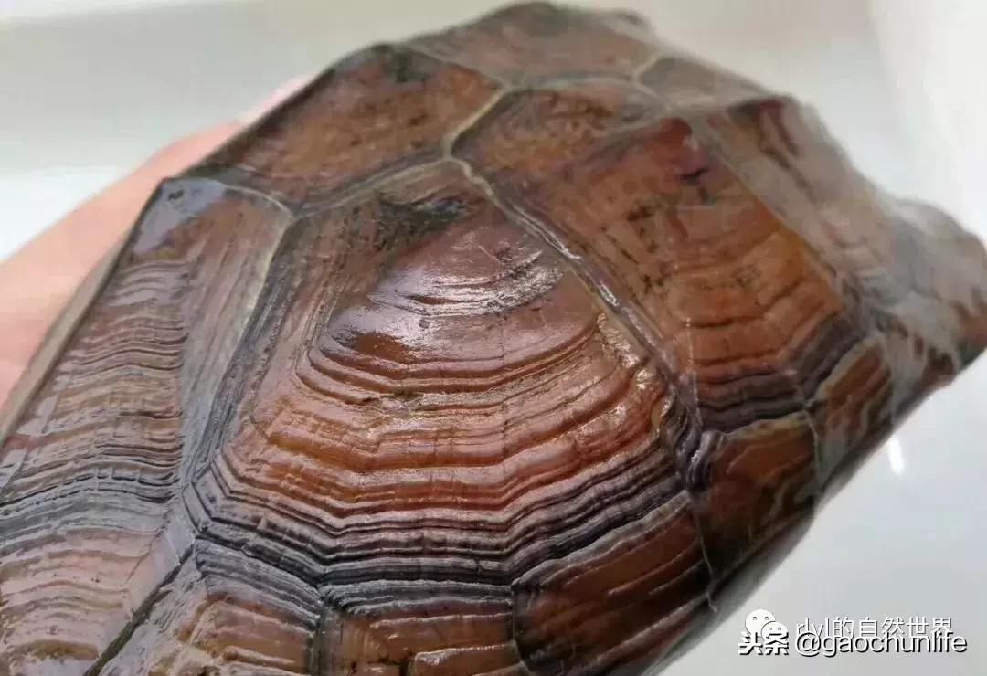 大草龟和小草龟谁好养,变异草龟和草龟的区别