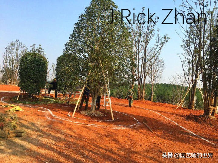 适合北方庭院种植的低矮草坪,家庭庭院怎样混搭种植草坪和蔬菜