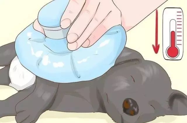 狗狗中暑后好几个小时站不起来,狗狗中暑症状和解救方法及其价格