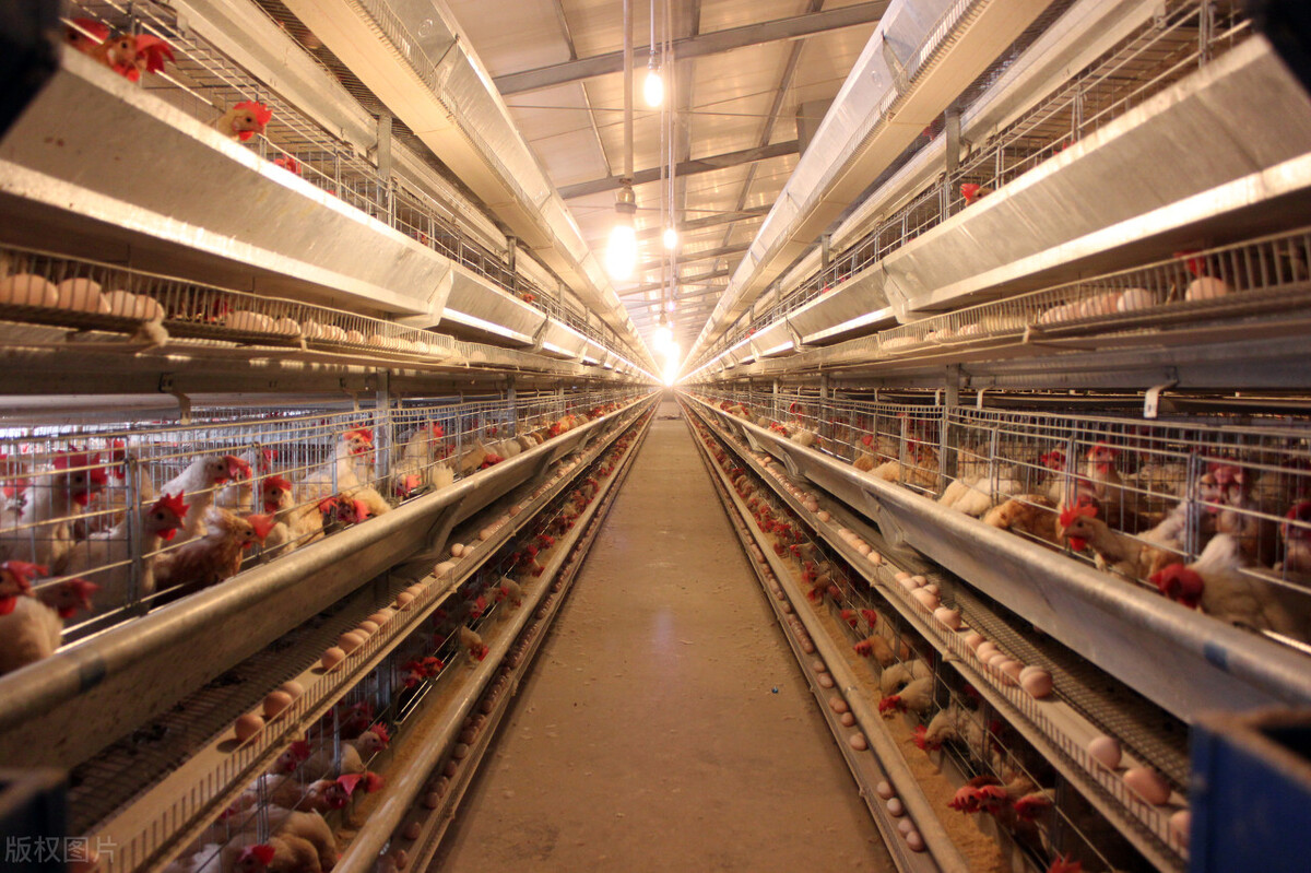 龙胆泻肝散兽药怎么用,龙胆泻肝散主治什么病