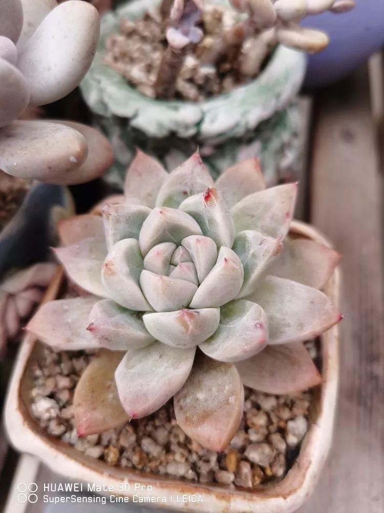 冬日如何更好地养多肉,冬天可以户外养护的多肉