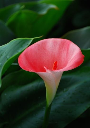 恰同学少年风华正茂什么时候写的,恰同学少年弹指一挥间