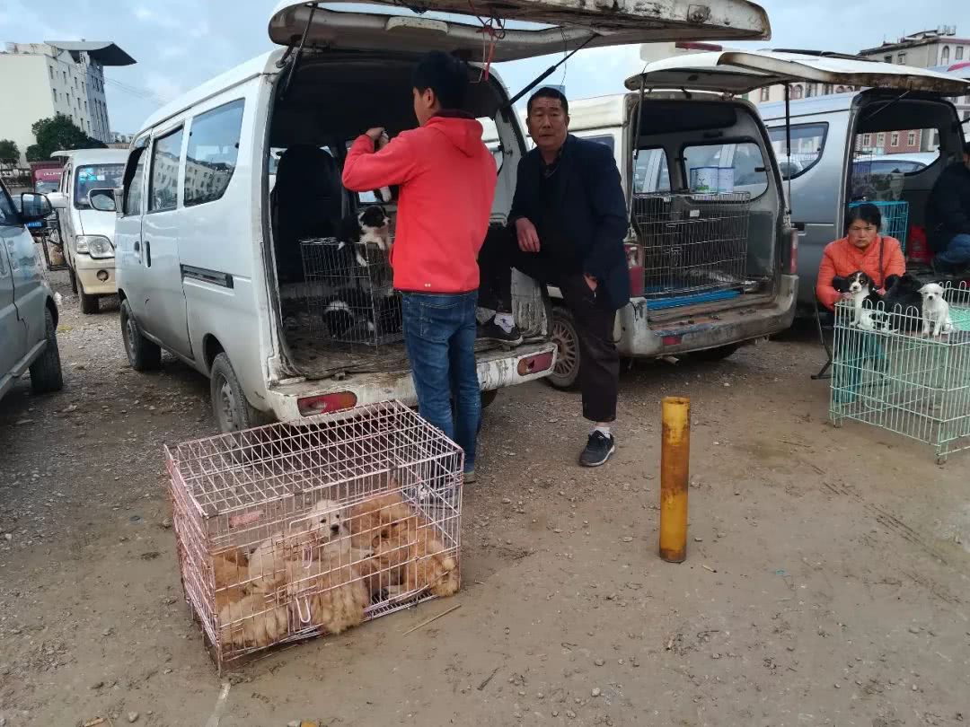 男子第一次来狗市，被套路了都不知道1300元购买了边境牧羊犬！