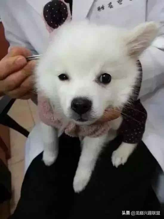 宠物整形美容,给宠物做美容多少钱